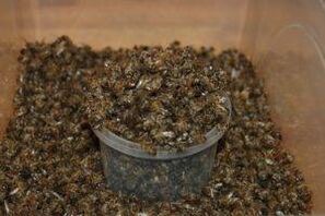 bee dug for increasing potency