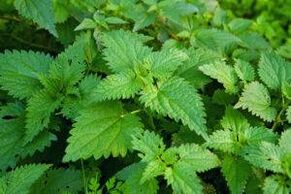 herbs to increase potency